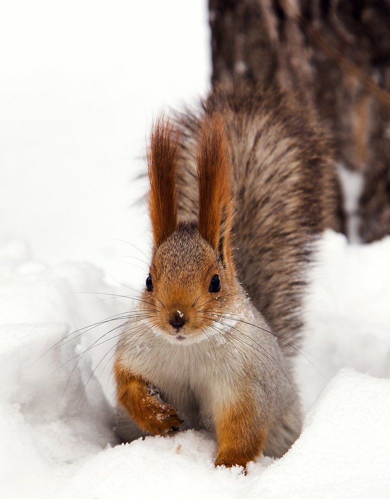 Лесная красавица