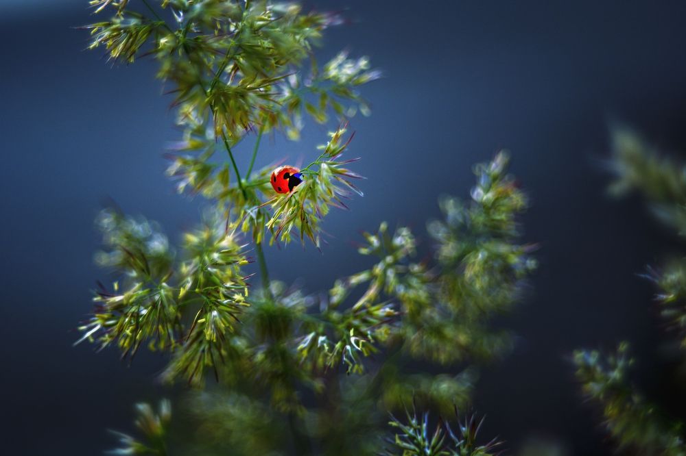 Июньское утро