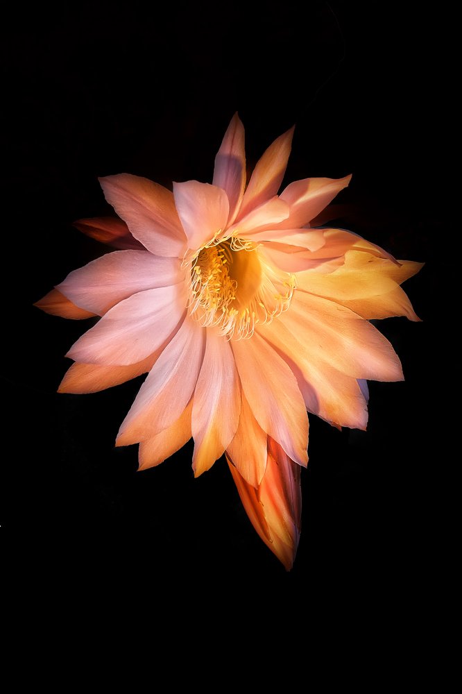 Цветение кактуса