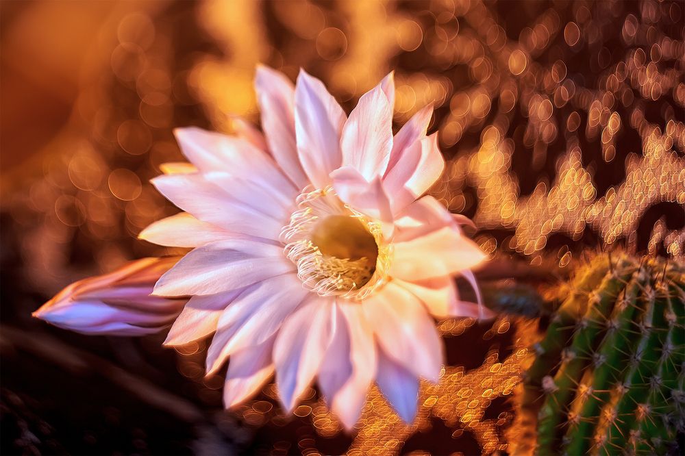 Цветение кактуса