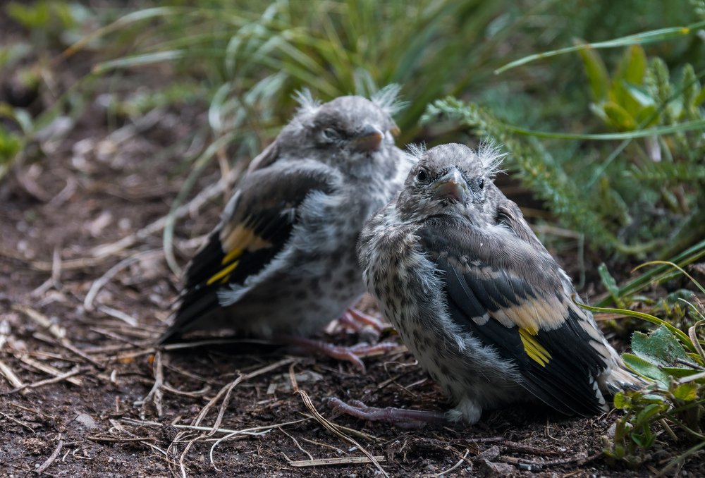 Неожиданная встреча