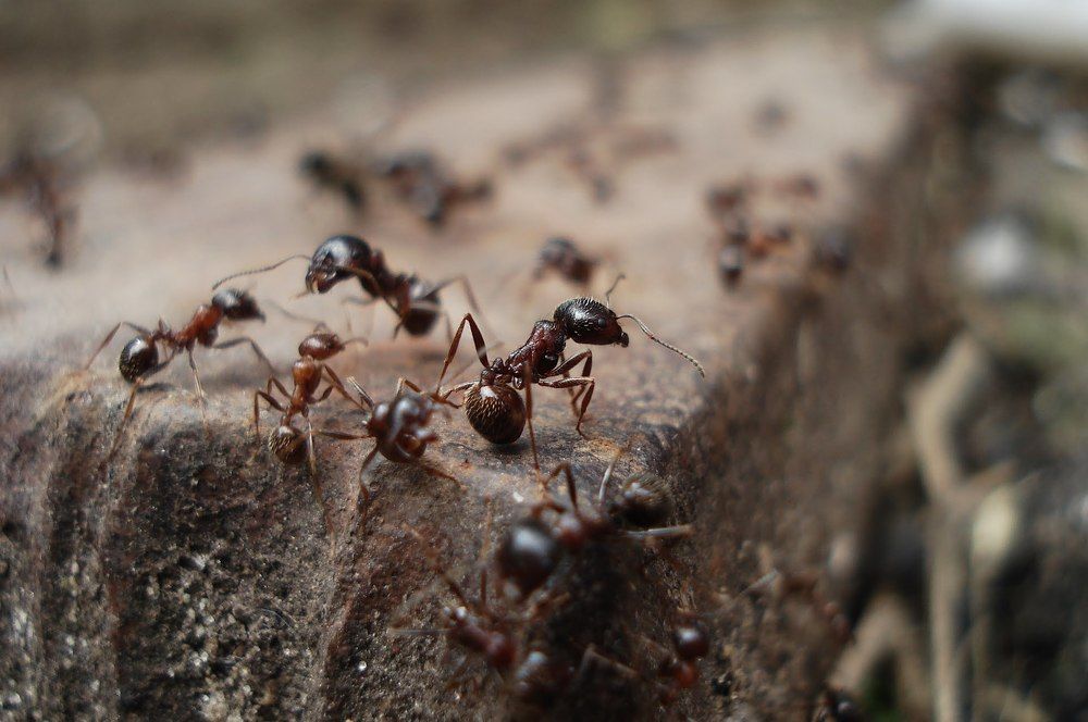 Photograph by Bogdan Skryabin