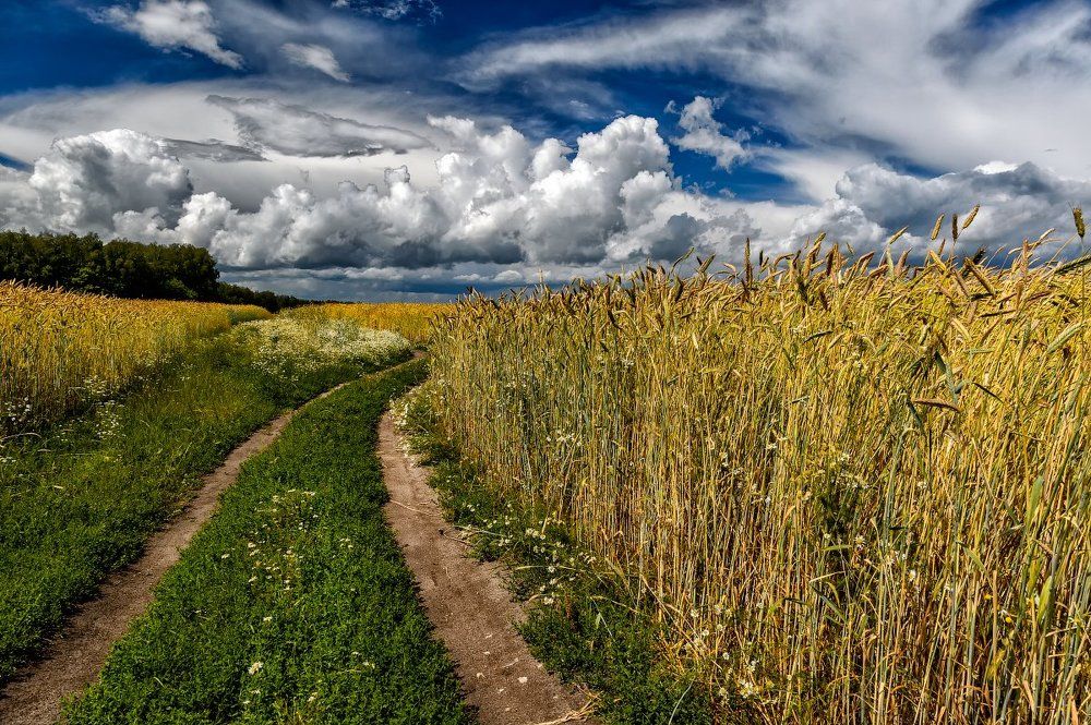 Русскоое поле