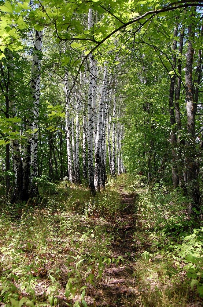 Тропинка вдоль берез