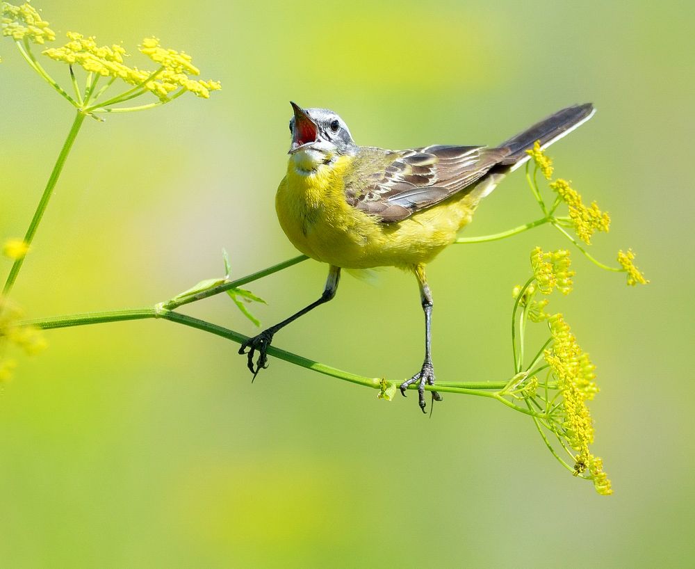 Летние цвета
