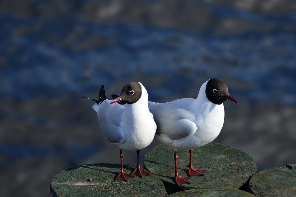 Сладкая парочка.