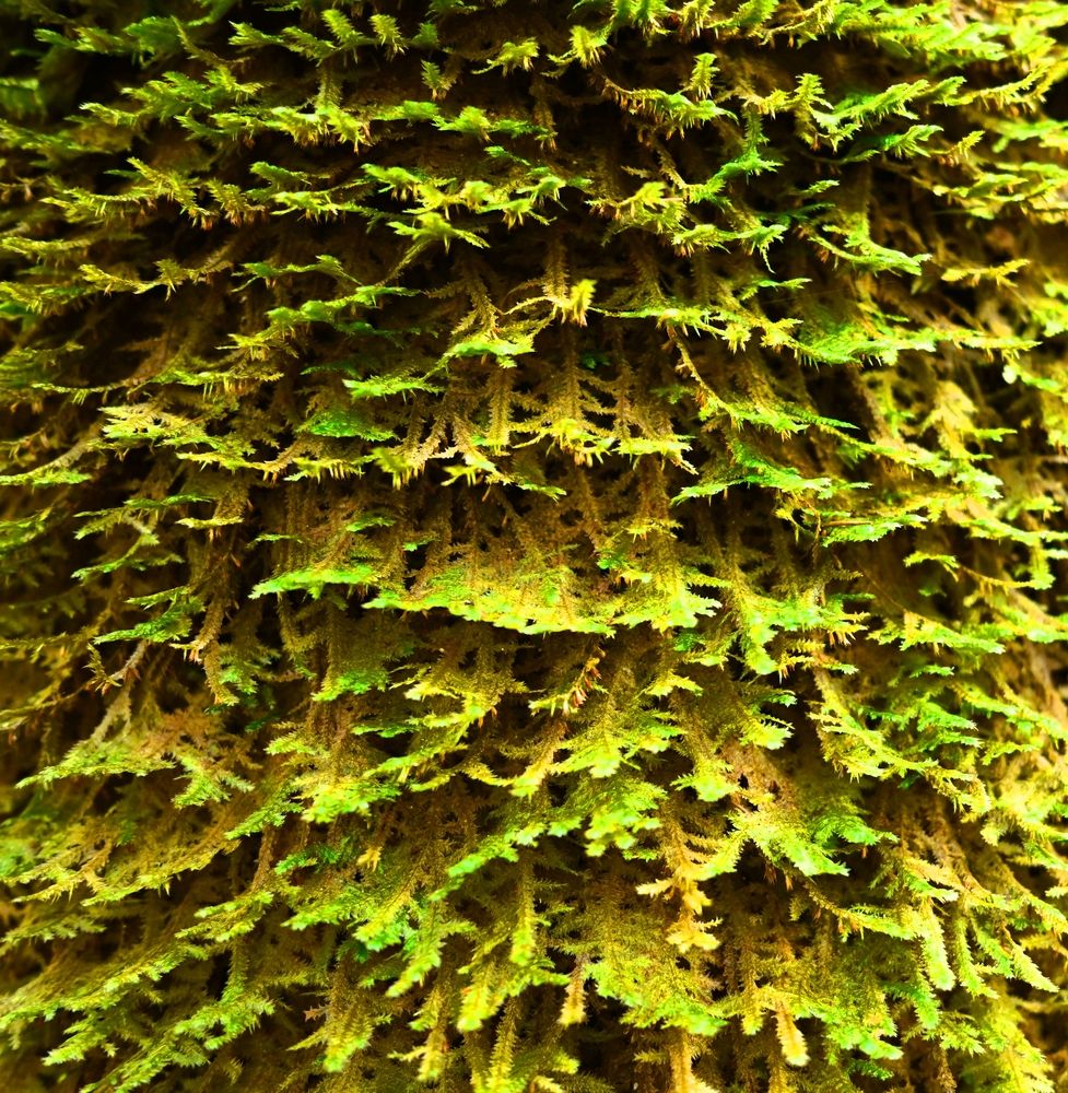 Photograph by Шеремет Олег