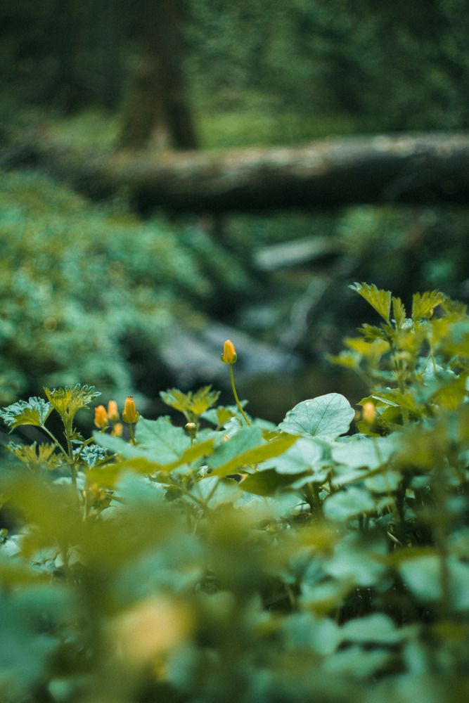 Photograph by Анна Скребкова