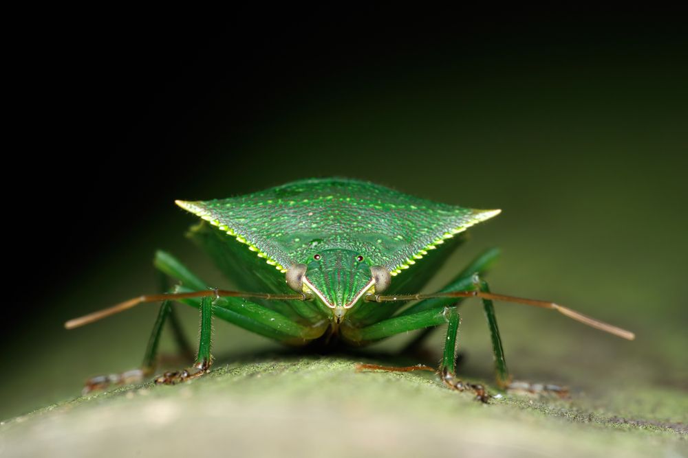 Photograph by Cassius Cardoso