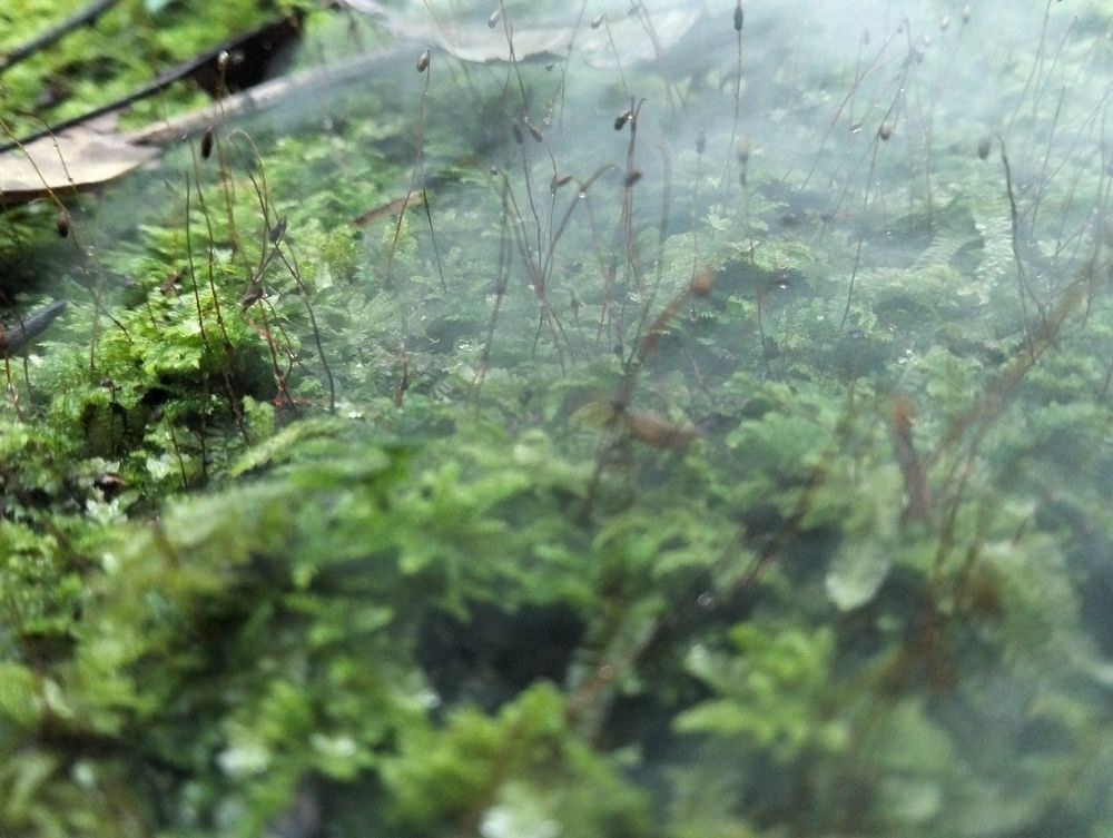 Photo #13600233