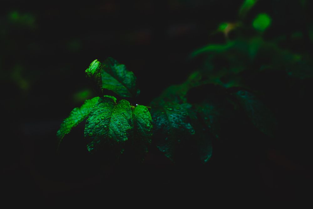 Photograph by answer