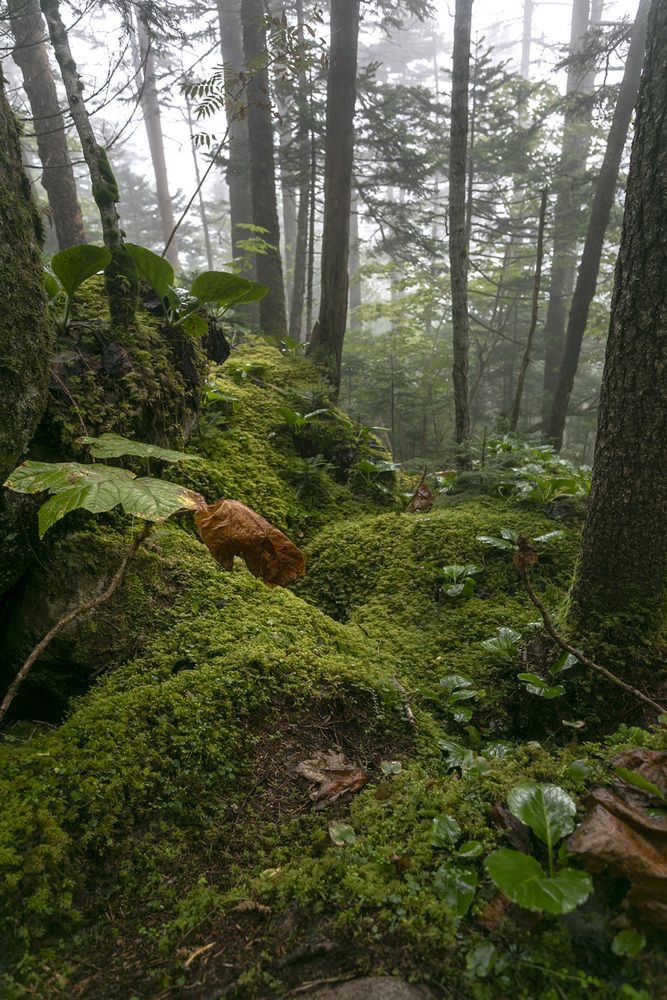 Photograph by Кузнецов Александр
