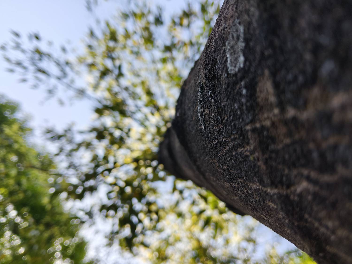 Nature’s Pillar