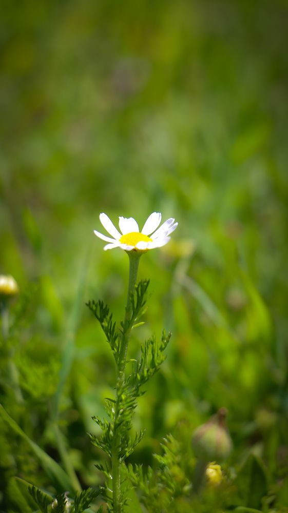 Photograph by Shaiban photography