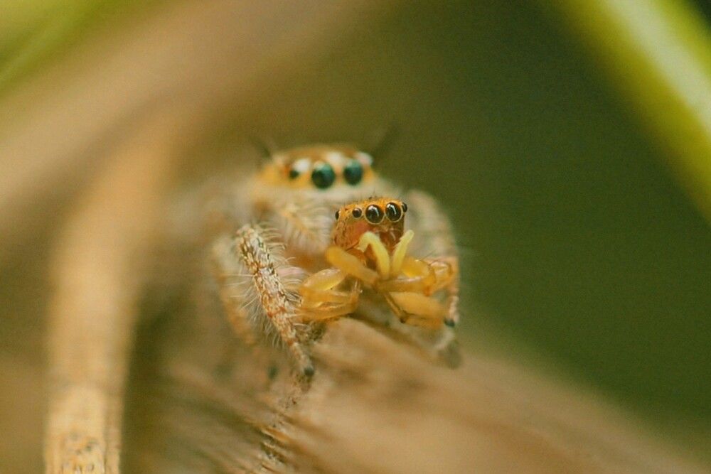 Photograph by Dram Renaldi