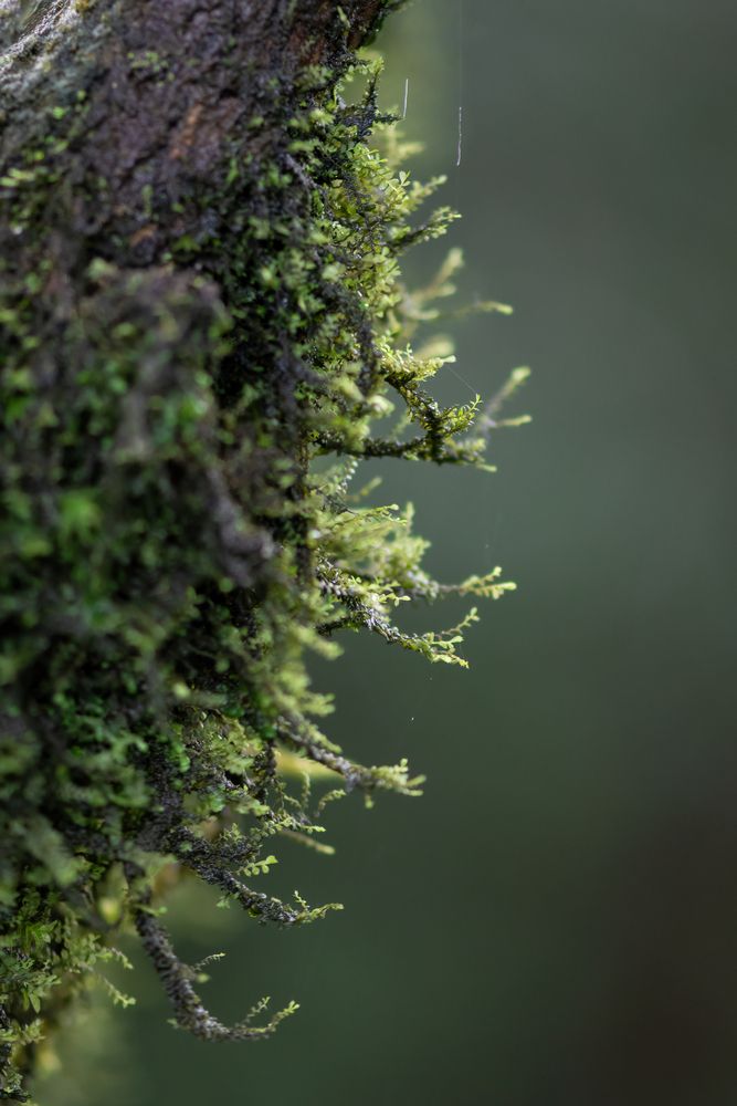 Photograph by Shehan Dondeenu