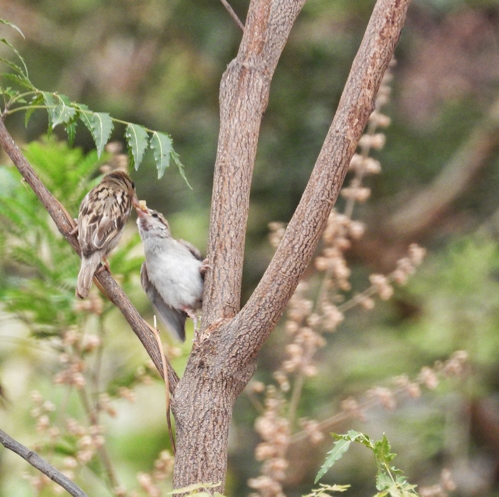 Photograph by Akash Rajurkar