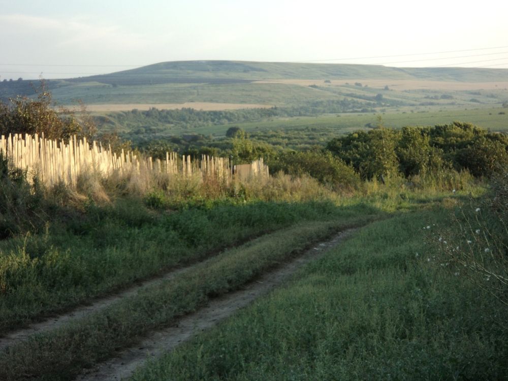 Photo #13600554