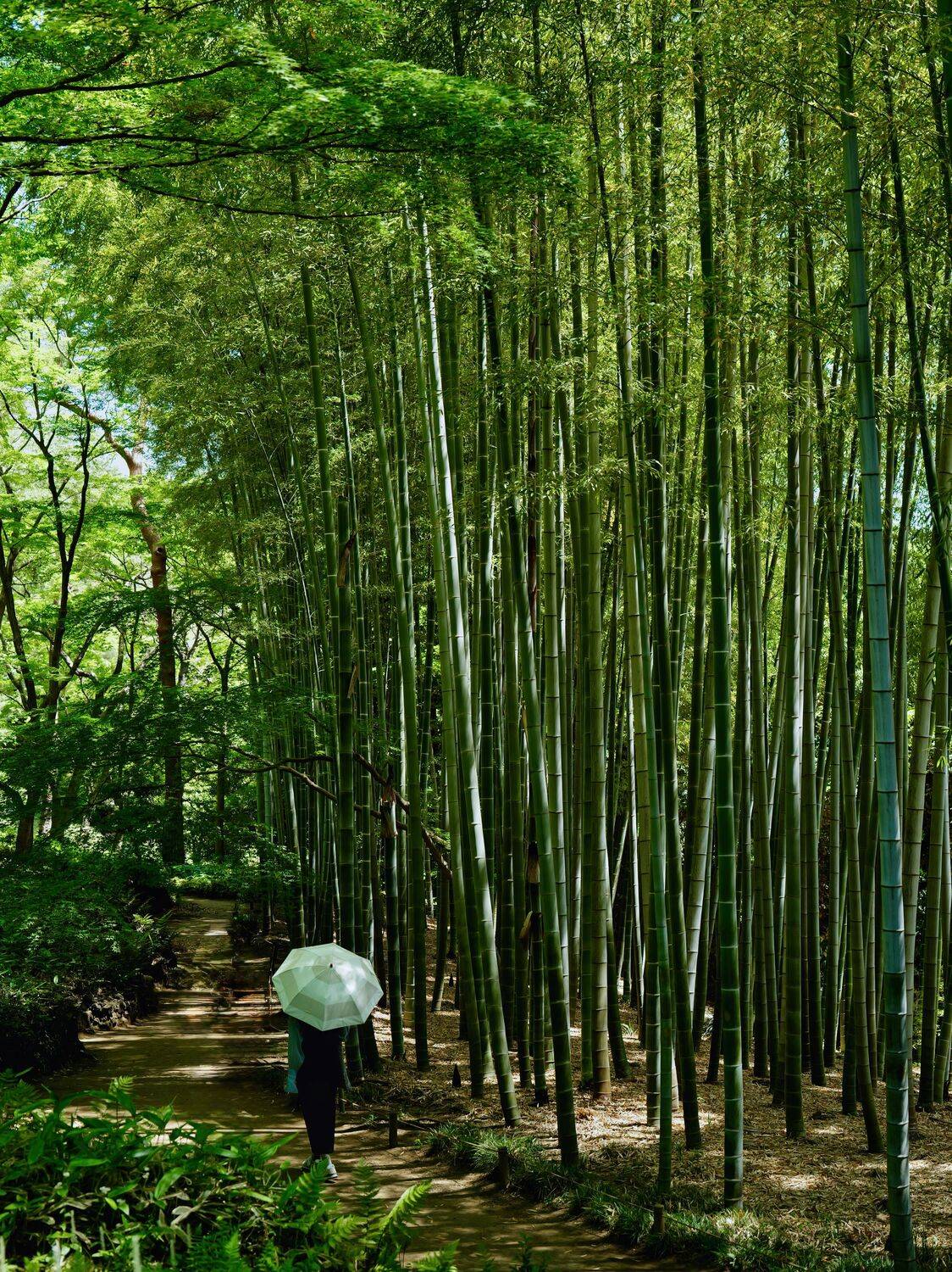 Into the Bamboo