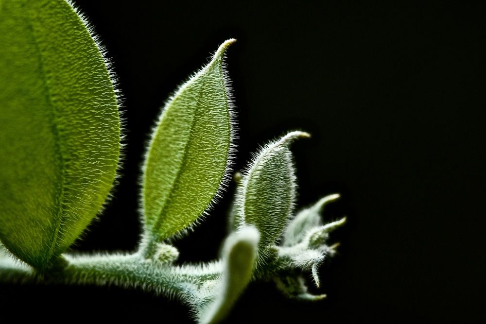 Photograph by Sharel Albor
