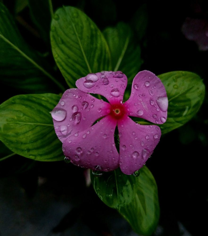 Photograph by Shami Raj