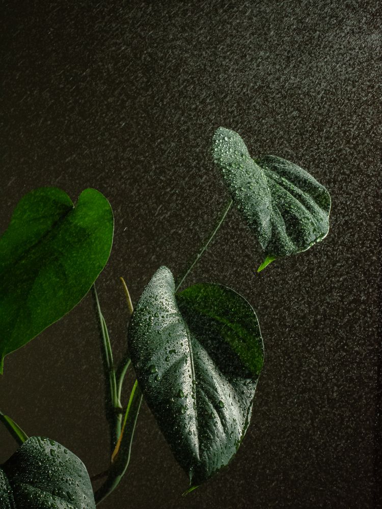 Photograph by Оксана Бевзюк