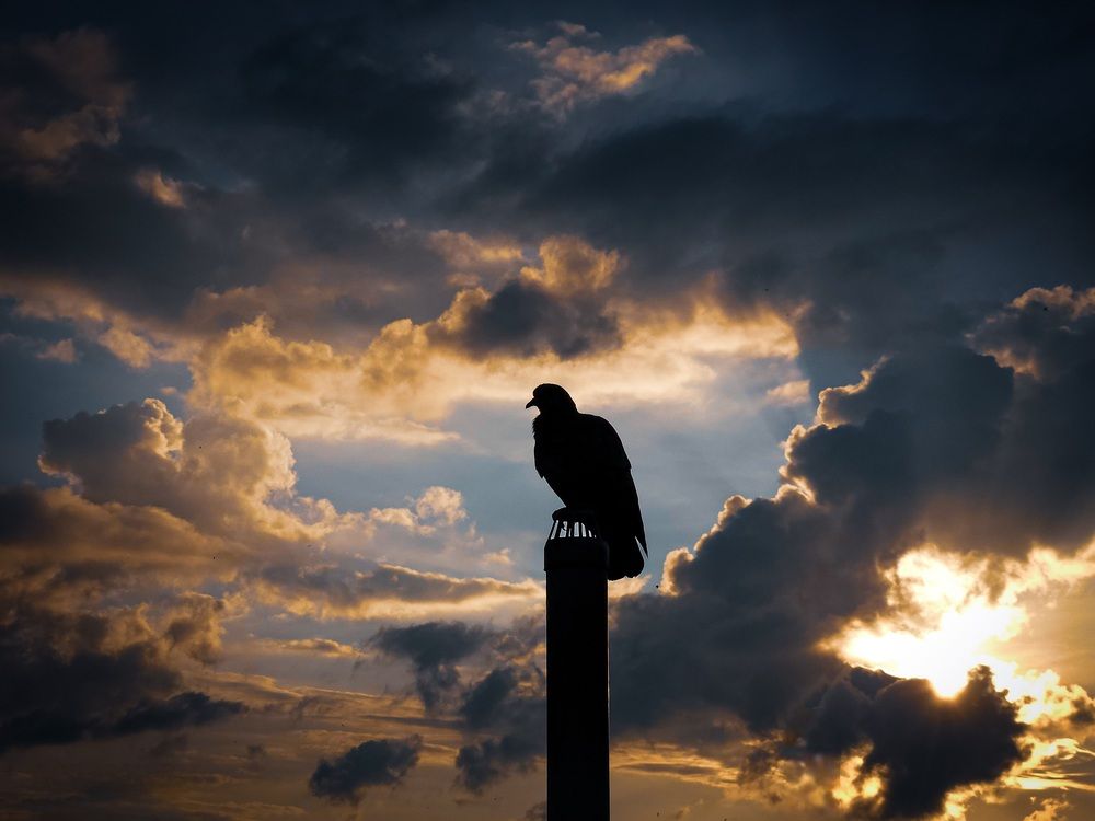 The Last Witness