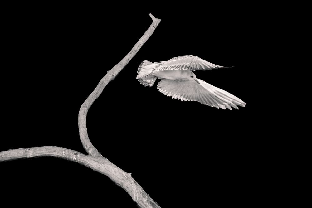 Bird flying b&w