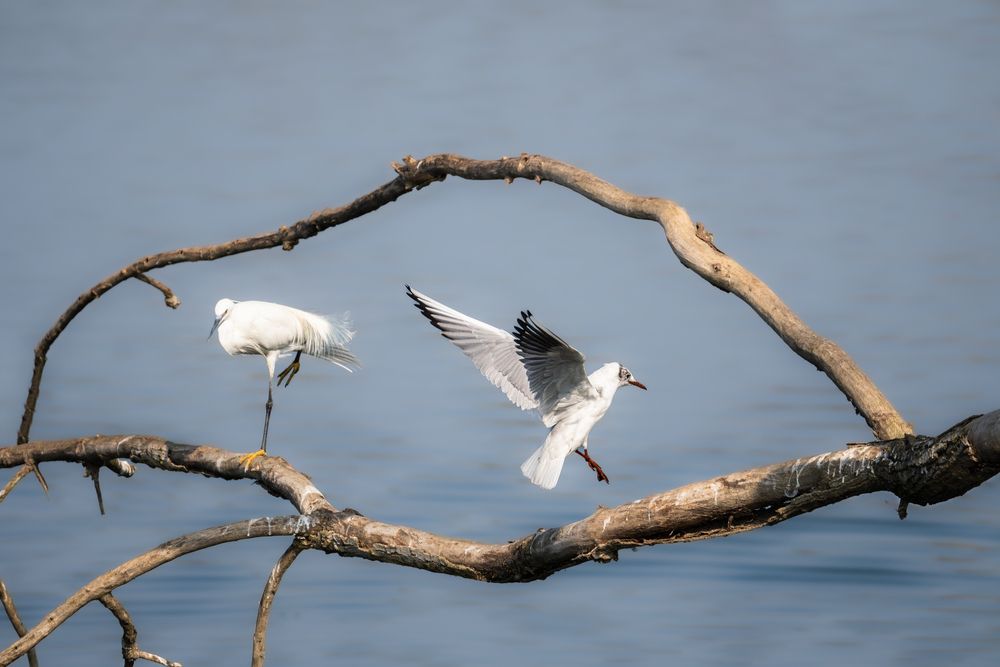 Bird framed