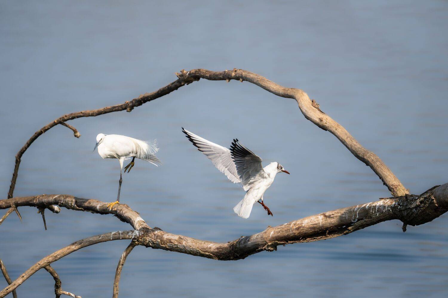 Bird framed