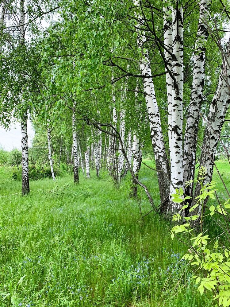 Фотография автора Светлана Парамонова