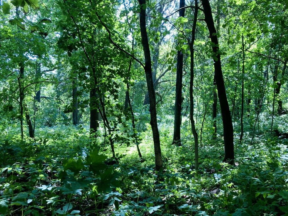 Фотография автора Светлана Парамонова