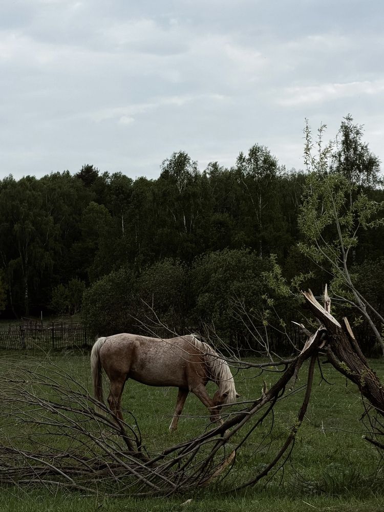 Photo #13601341