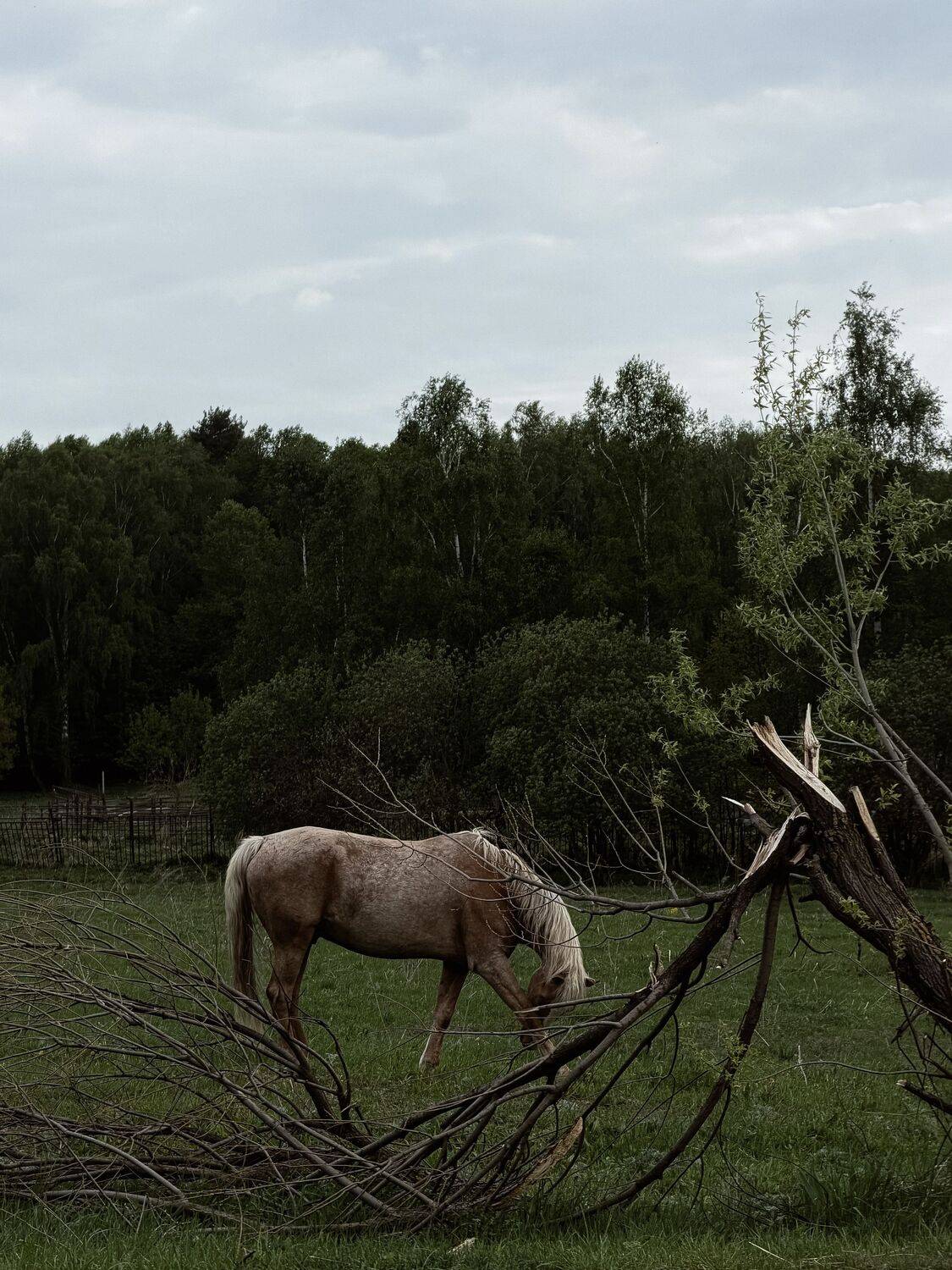 Photo #13601341