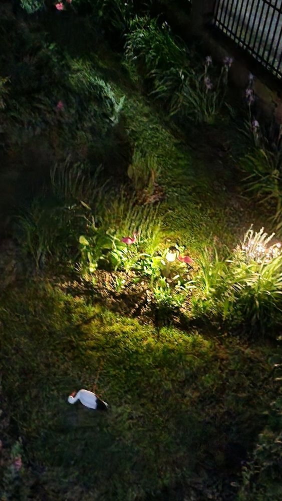 Gradina in nocturna