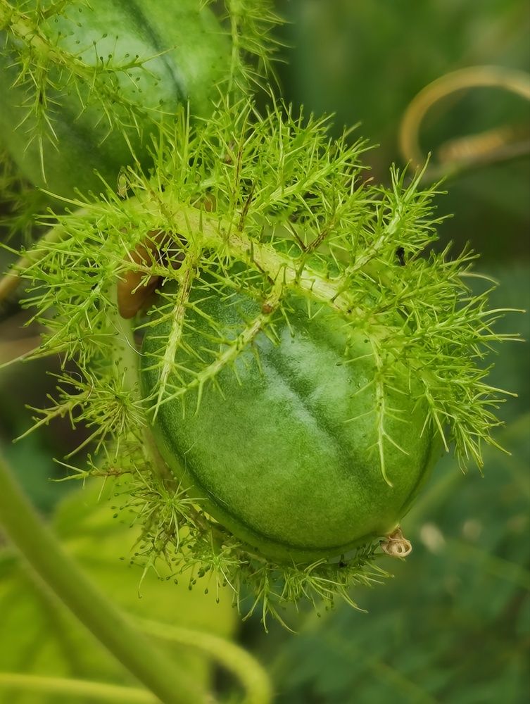 Wild Passion Fruit