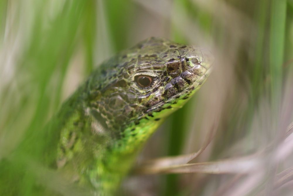 Photograph by Алла Никушкина