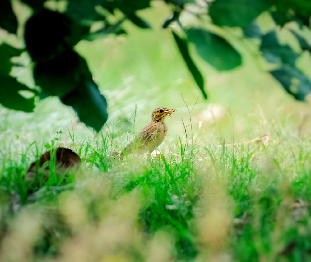 Photograph by Somya Dhariwal