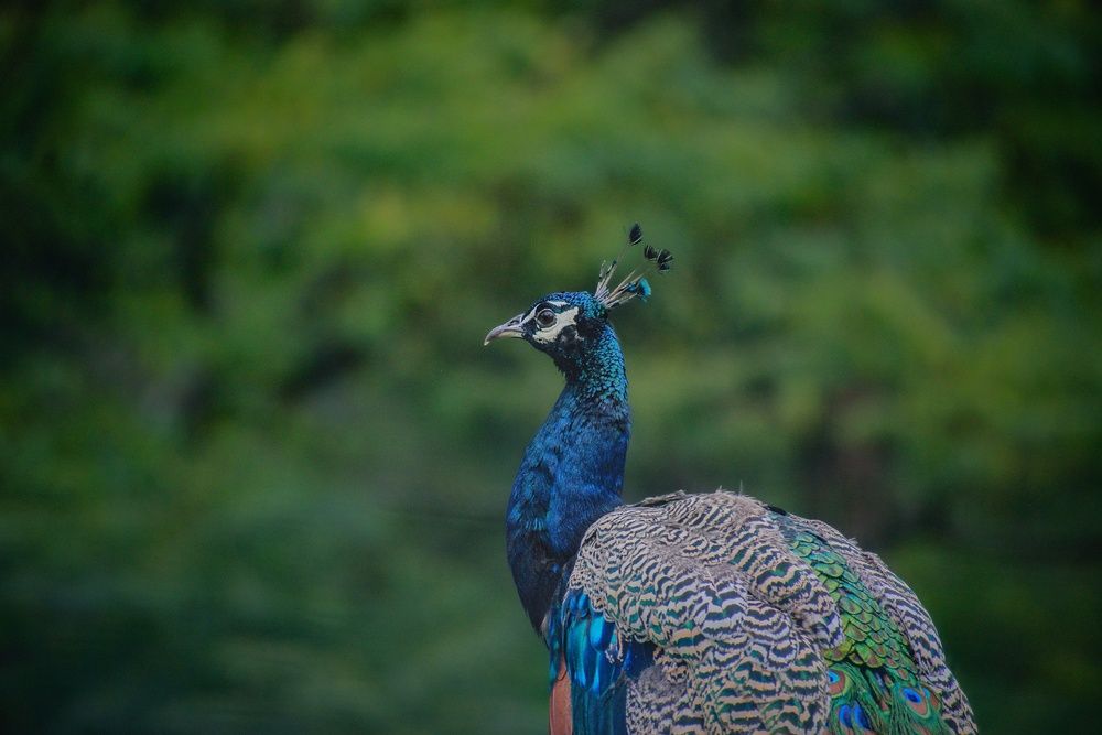 Photograph by Somya Dhariwal