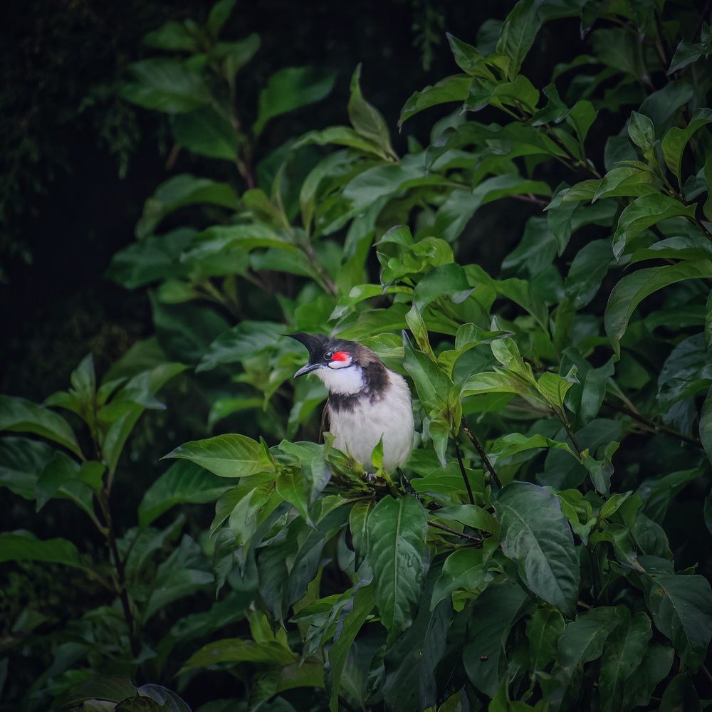 Photograph by Somya Dhariwal