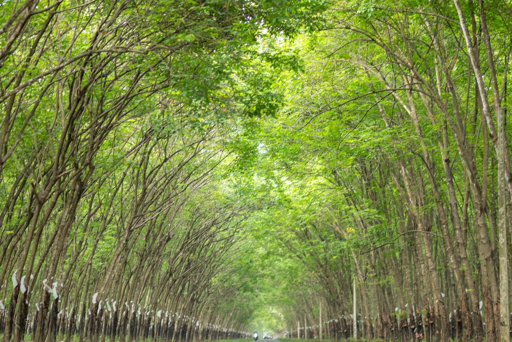 Photograph by Quang Thăng Lê