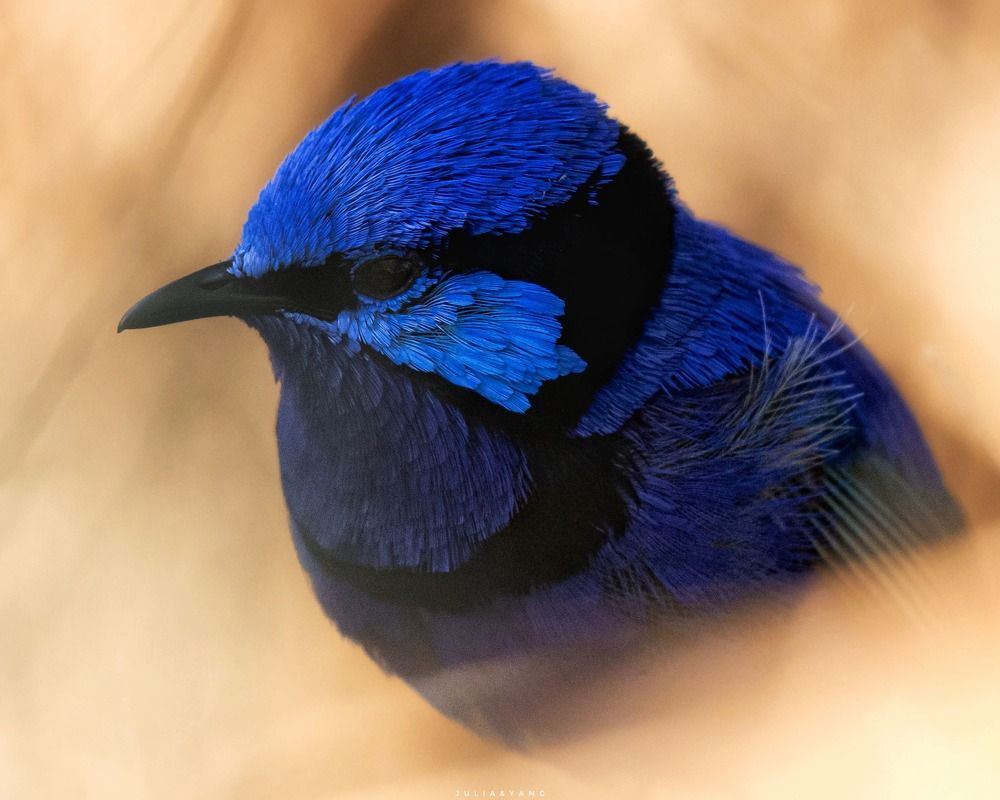 SPLENDID FAIRYWREN