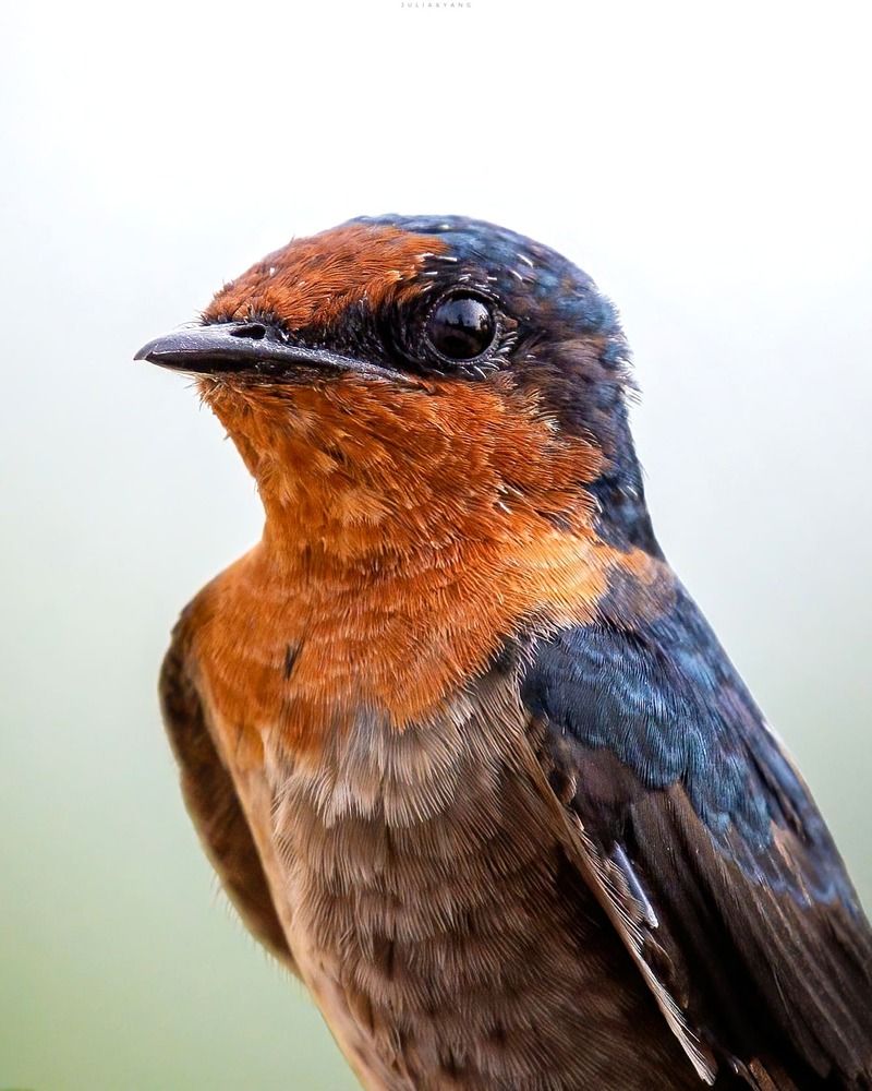 PACIFIC SWALLOW