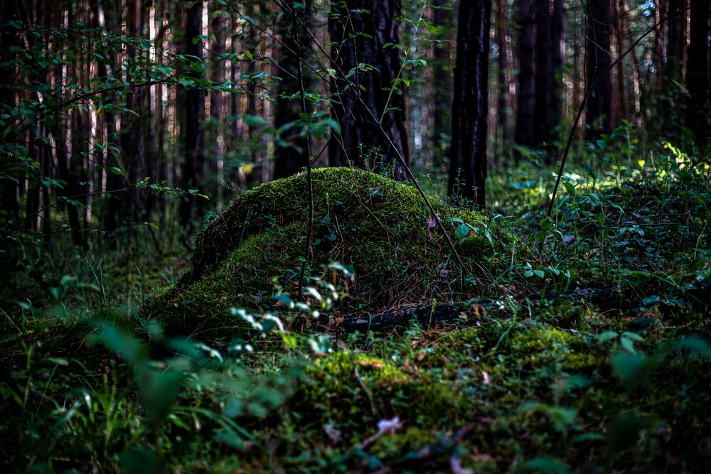 Photograph by Оксана Ланских
