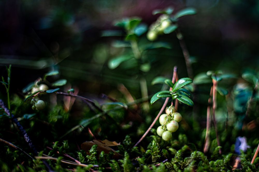 Photograph by Оксана Ланских