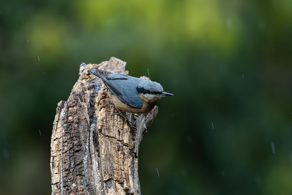 Photograph by Pritam Mandal