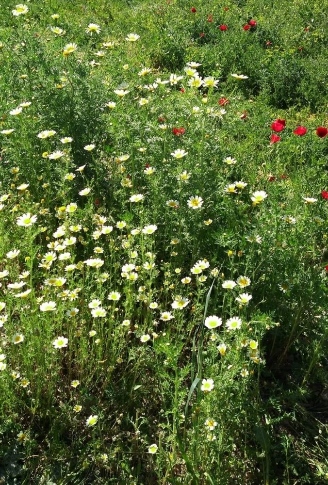 Photograph by Gülçin Çete