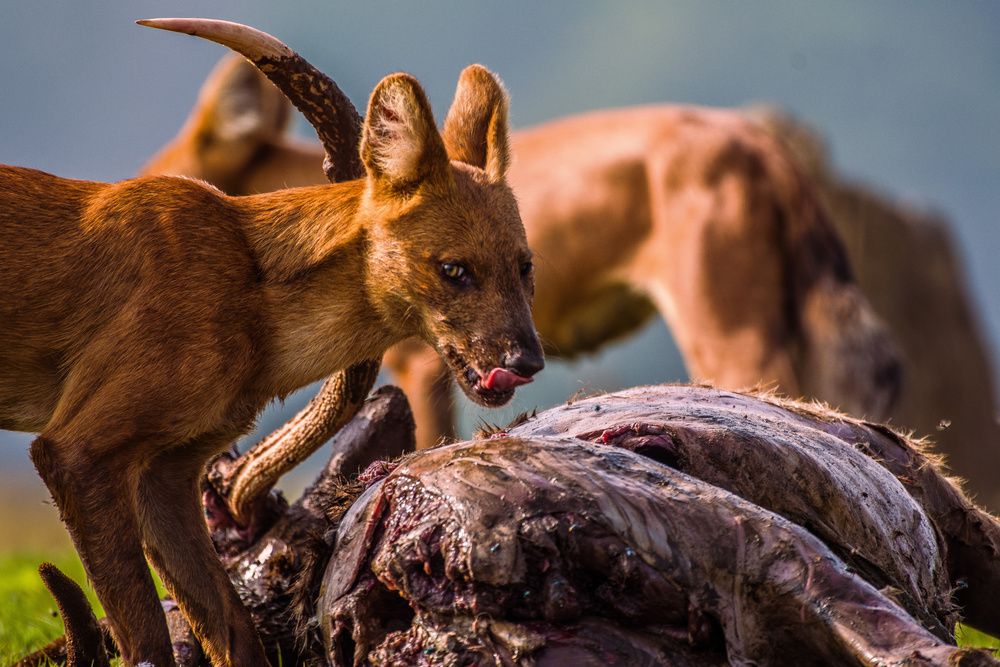 Photograph by yashas nanda