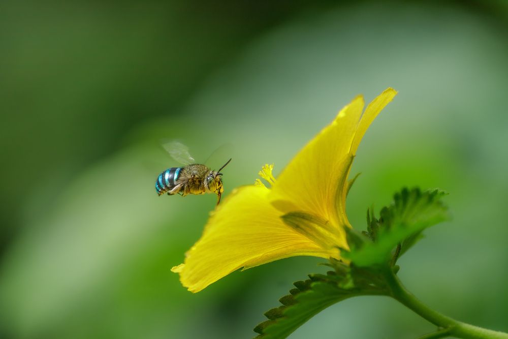 Bee in Flight