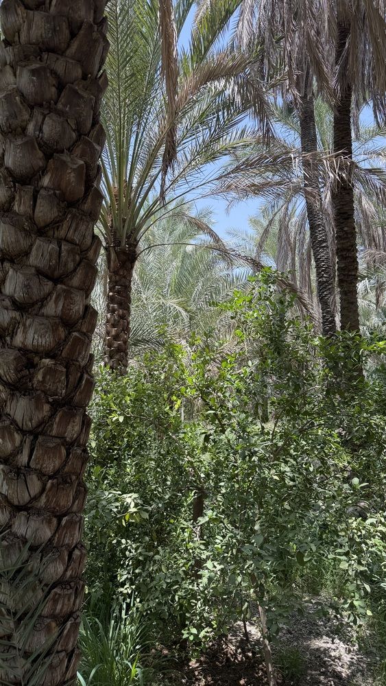 Фотография автора Waleed Yousuf Alwahaibi